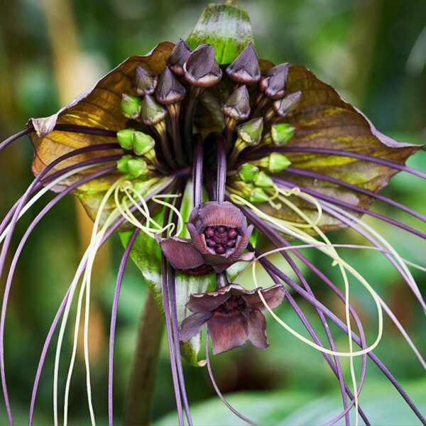 Tacca chantrieri Black