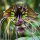 Tacca chantrieri Black