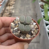 Lithops lesliei ssp. burchellii