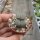 Lithops lesliei ssp. burchellii