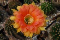 Echinopsis-Hybr. Tondelayo