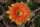 Echinopsis-Hybr. Tondelayo