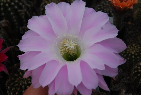 Echinopsis-Hybr. Gossamer