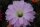 Echinopsis-Hybr. Gossamer