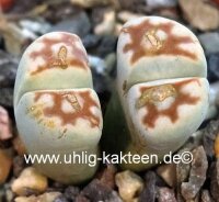 Lithops karasmontana v. lateritia