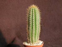 Trichocereus spachianus