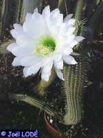 Trichocereus spachianus