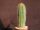 Trichocereus spachianus