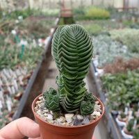 Crassula-Hybr. Buddhas Temple - Diam. 2-3 cm - H. 3-4 cm