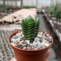 Crassula-Hybr. Buddhas Temple - Diam. 2-3 cm - H. 3-4 cm