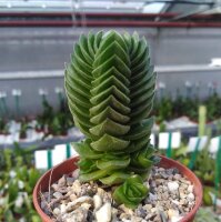 Crassula-Hybr. Buddhas Temple - Diam. 2-3 cm - H. 3-4 cm