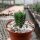 Crassula-Hybr. Buddhas Temple - Diam. 2-3 cm - H. 3-4 cm