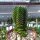 Crassula-Hybr. Buddhas Temple - Diam. 2-3 cm - H. 3-4 cm