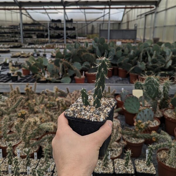 Cylindropuntia imbricata cv. Pinky XXL Klon (dw)