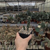 Cylindropuntia imbricata cv. Pinky XXL Klon (dw)