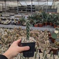 Cylindropuntia imbricata cv. Pinky XXL Klon (dw)