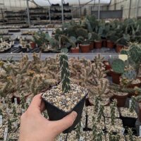 Cylindropuntia imbricata cv. Pinky XXL Klon (dw)