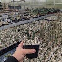 Cylindropuntia x viridiflora cv. Rosita (dw)