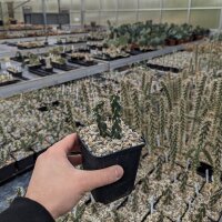 Cylindropuntia x viridiflora cv. Rosita (dw)