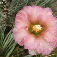 Cylindropuntia x viridiflora cv. Rosita (dw)