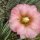 Cylindropuntia x viridiflora cv. Rosita (dw)