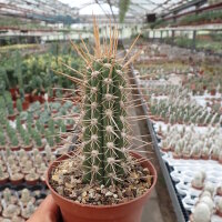 Eulychnia castanea PHA 3016