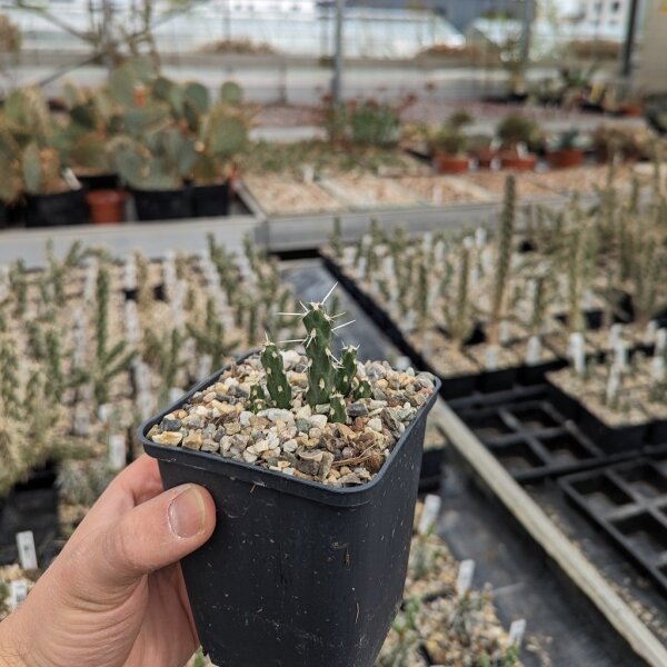 Cylindropuntia rosea cv. Hudson Pear (dw)