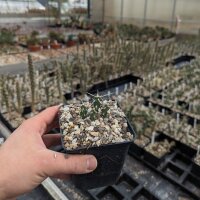 Cylindropuntia rosea cv. Hudson Pear (dw)