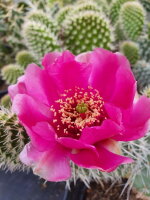 Opuntia polyacantha cv. Pinky Kansas Panayoti (dw)