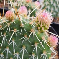Opuntia polyacantha cv. Pinky Kansas Panayoti (dw)
