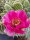 Opuntia polyacantha cv. Pinky Kansas Panayoti (dw)