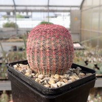 Echinocereus rigidissimus ssp. rubrispinus (dw)