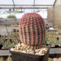 Echinocereus rigidissimus ssp. rubrispinus (dw)