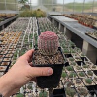 Echinocereus rigidissimus ssp. rubrispinus (dw)