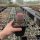 Echinocereus rigidissimus ssp. rubrispinus (dw)