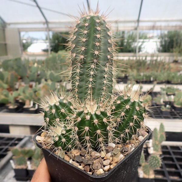 Echinocereus polyacanthus (dw)