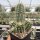 Echinocereus polyacanthus (dw)