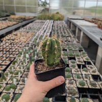 Trichocereus terscheckii (dw)