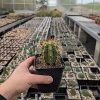Trichocereus terscheckii (dw)