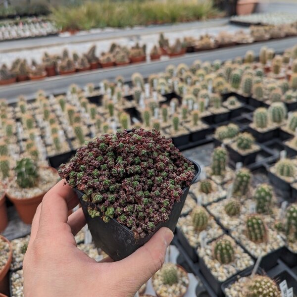 Crassula setulosa (dw)
