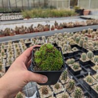 Rosularia chrysantha