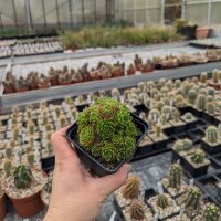 Rosularia chrysantha