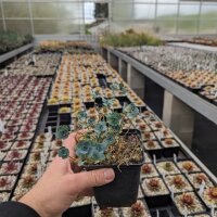 Sedum cauticula cv. Lidakense (dw)