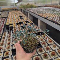 Sedum cauticula cv. Lidakense (dw)