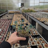 Sedum cauticula cv. Lidakense (dw)