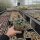 Sedum cauticula cv. Lidakense (dw)