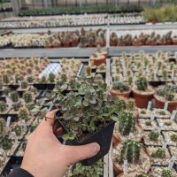Sedum cv. Sunsparkler Firecracker (dw)