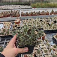 Sedum cv. Sunsparkler Firecracker (dw)