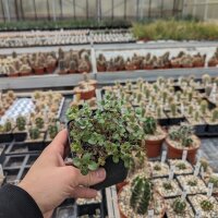 Sedum cv. Sunsparkler Firecracker (dw)