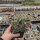 Sedum cv. Sunsparkler Firecracker (dw)